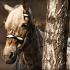 National Day of the Horse